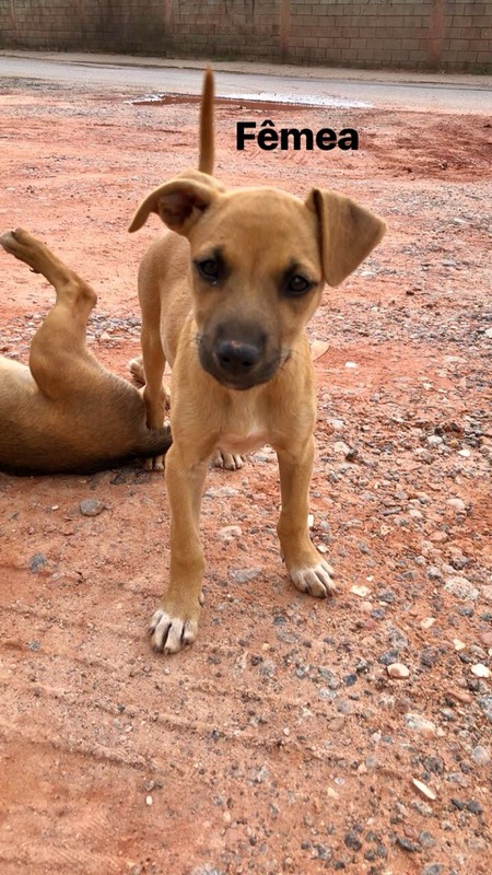 Filhotes De Cachorro Abandonados Precisam De Resgate Em Jandira Sp Anda