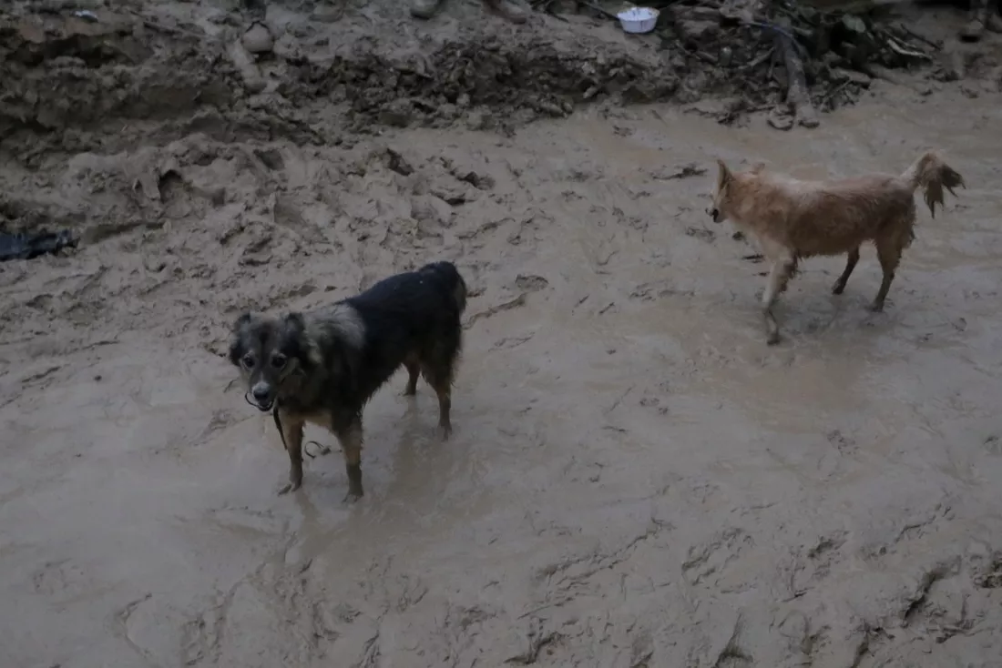 Grupo De Resgate De Animais De Desastres Chega Ao Recife Pe Anda