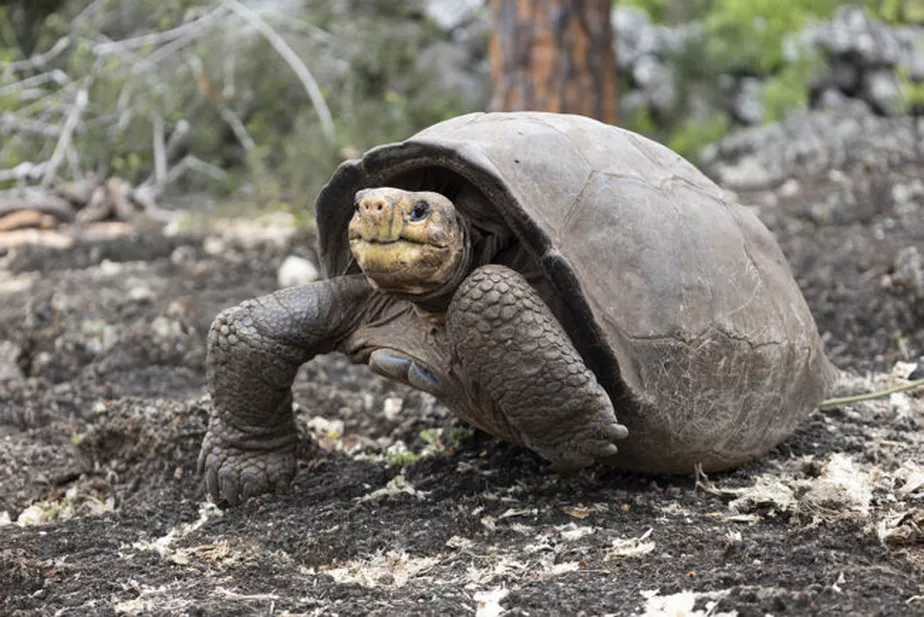 Esp Cie De Tartaruga Que Se Acreditava Extinta H Anos Encontrada