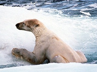 Foto: Greenpeace