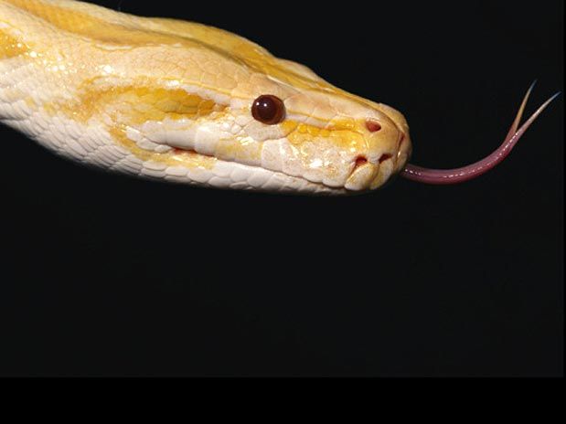 Site elege as cobras mais belas do planeta; veja