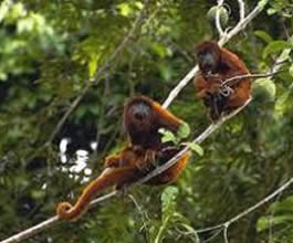 MACACO-ARANHA NA FLORESTA EM RONDÔNIA 