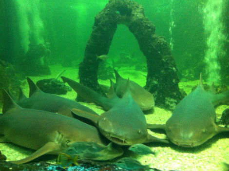 Aquário de Natal (RN) aprisiona tubarões e permite que visitantes os  incomodem - ANDA