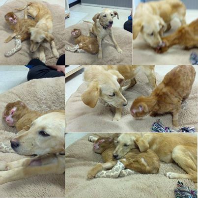 Foto: Facebook / Animal Emergency Hospital and Urgent Care