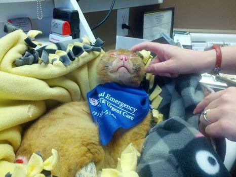 Foto: Facebook / Animal Emergency Hospital and Urgent Care 