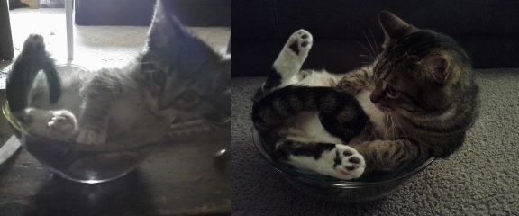 Foto: Reddit/Muffinabus