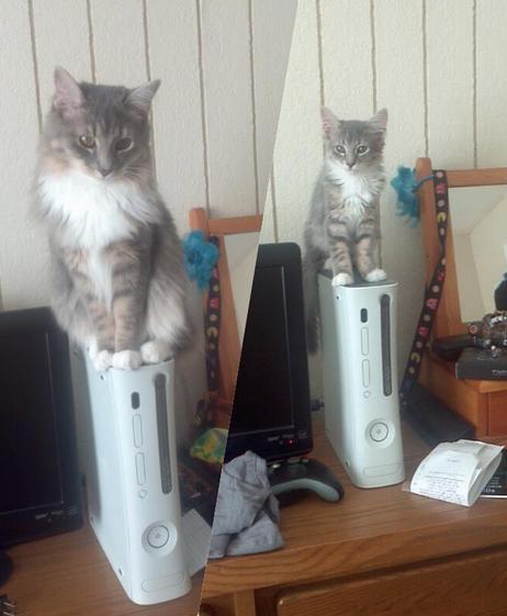 Foto: Reddit/merchguysteve