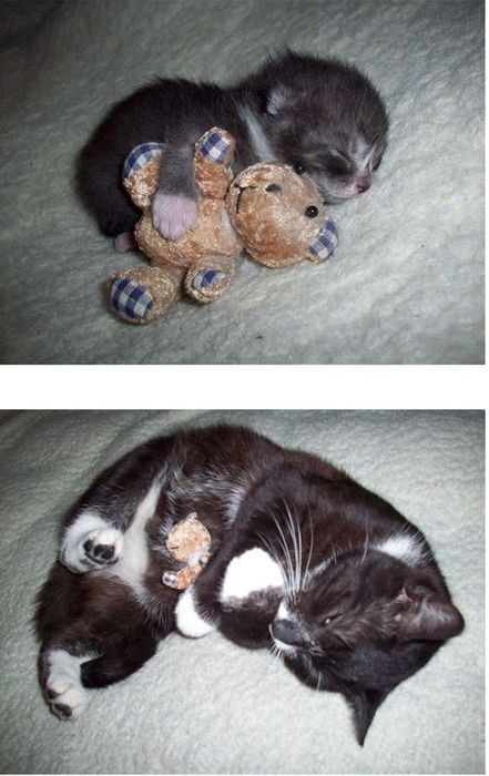 Foto: Reddit/Tigrou Meow