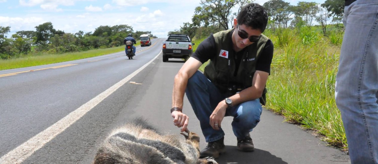 Os atropelamentos são a maior causa de morte de animais silvestres no Brasil. Foto: Globo