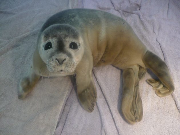 Foto: Skegness Natureland Seal Sanctuary