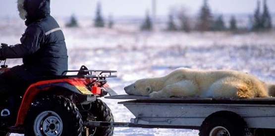 A cidade canadense Churchill ganhou recentemente o apelido de 'capital mundial dos ursos polares' por causa da grande quantidade desses animais que chegam buscando comida. Foto: Caters