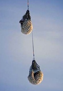 Ursos são carregados como objetos, por helicóptero, para fora da cidade onde chegaram procurando alimento. Foto: Caters