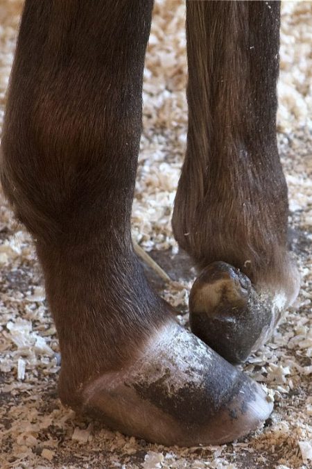 Foto: Woodstock Farm Animal Sanctuary