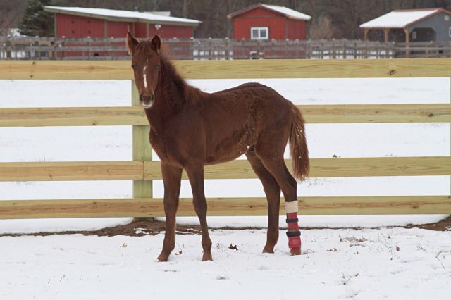 Foto: Woodstock Farm Animal Sanctuary