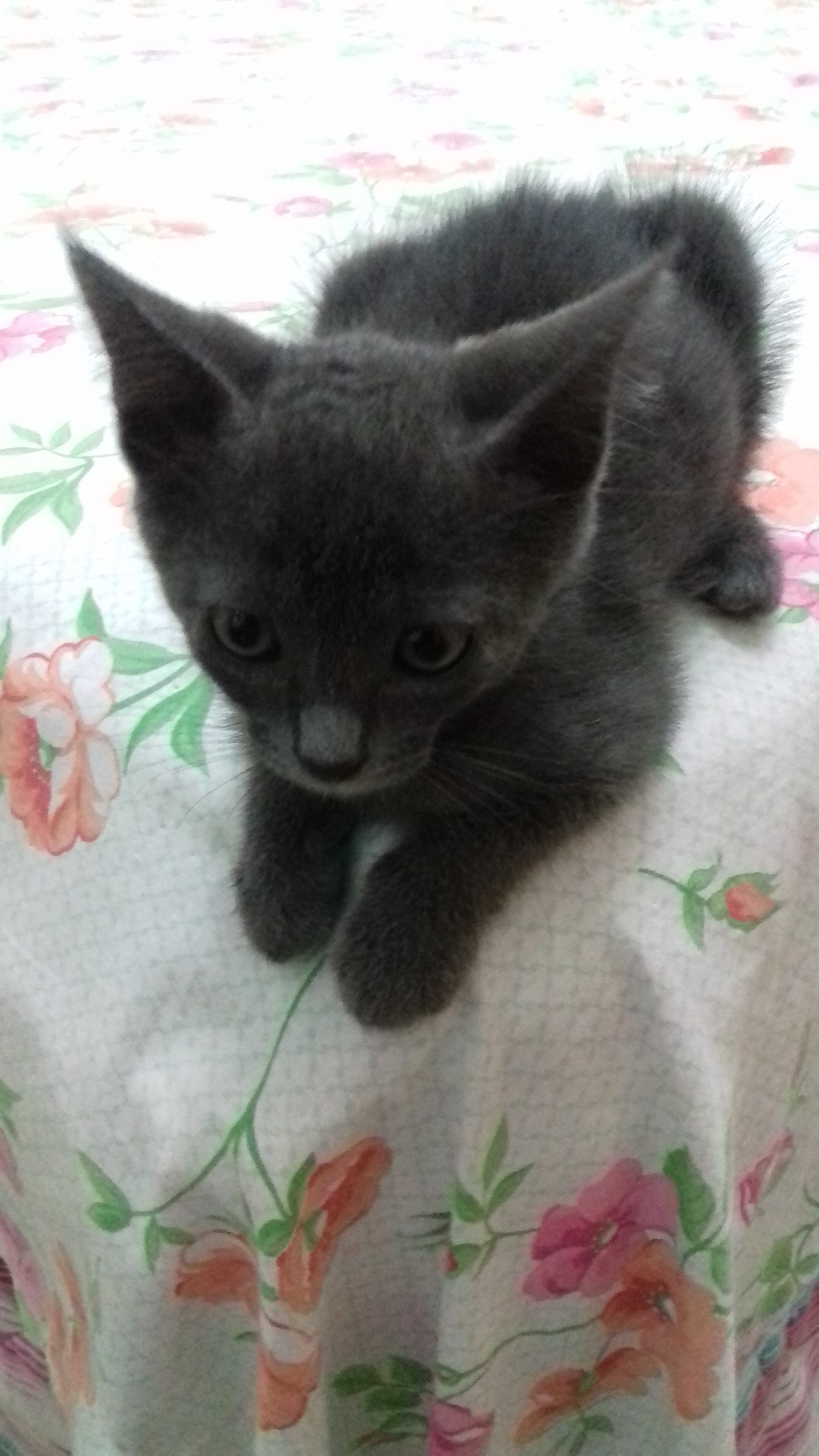 gato enxurrada