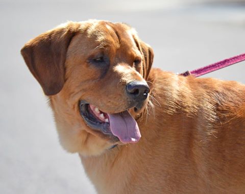 Labrador Eastwood com coleira