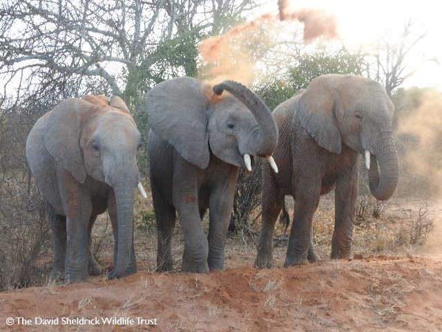 Elefante Orwa com sua manada