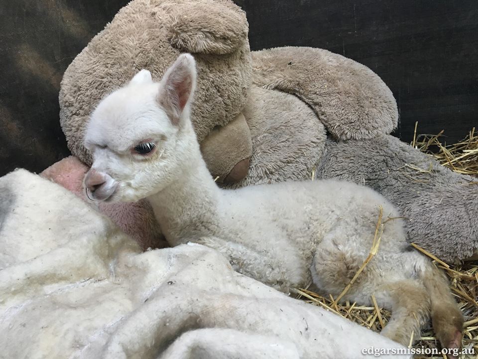 Alpaca deitada com animal de pelúcia