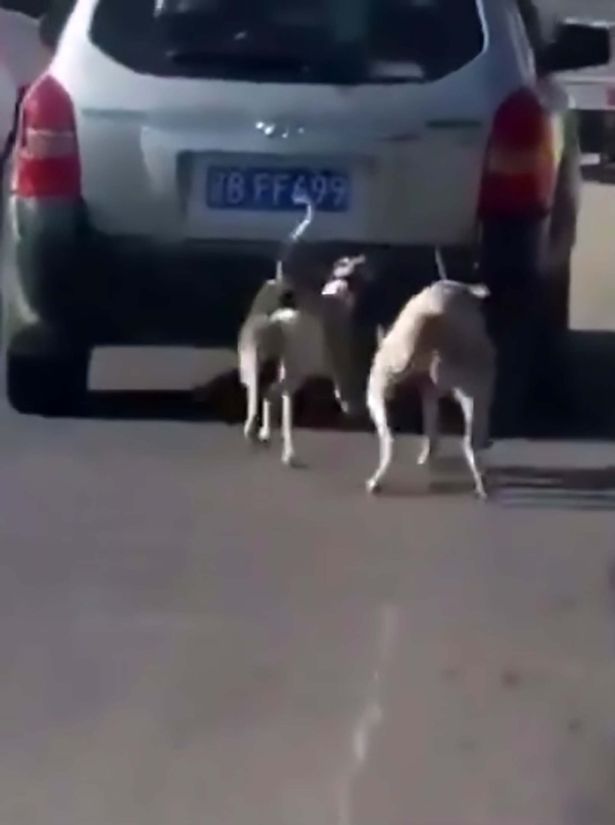 Cães arrastados pelo carro