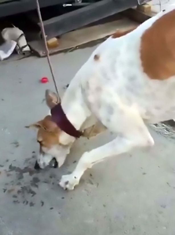 Um dos cães vítimas do explorador