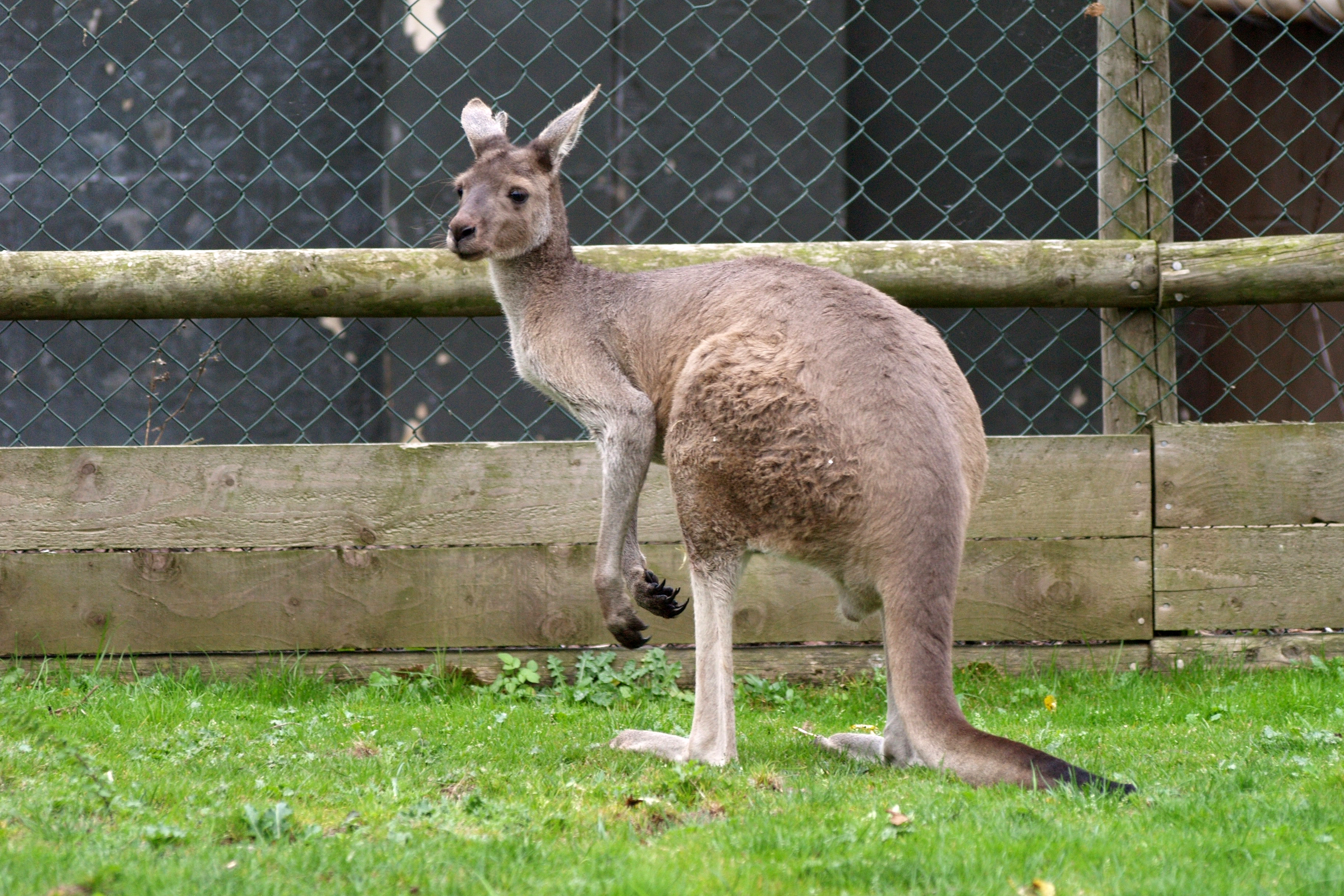 Um canguru foi morto e outro ferido em zoo na China após visitantes atirarem tijolos nos animais. (Foto: Twycross Zoo)