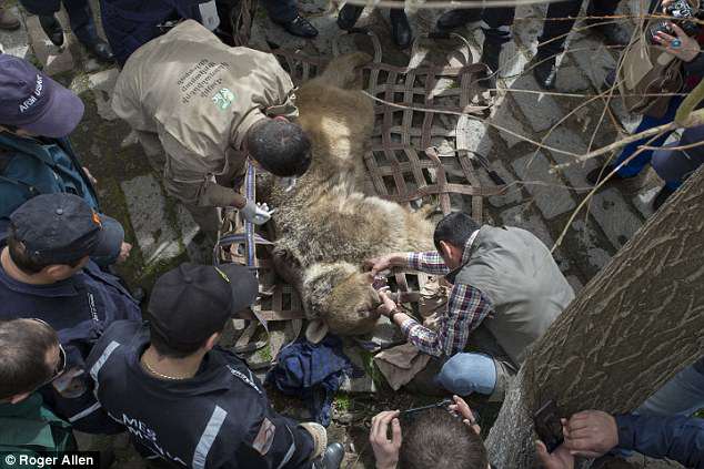 A ursa Masha precisou ser sedada para ser salva em segurança.