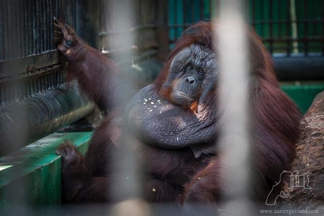 Tédio no zoo: fotógrafo registra bocejo de orangotango