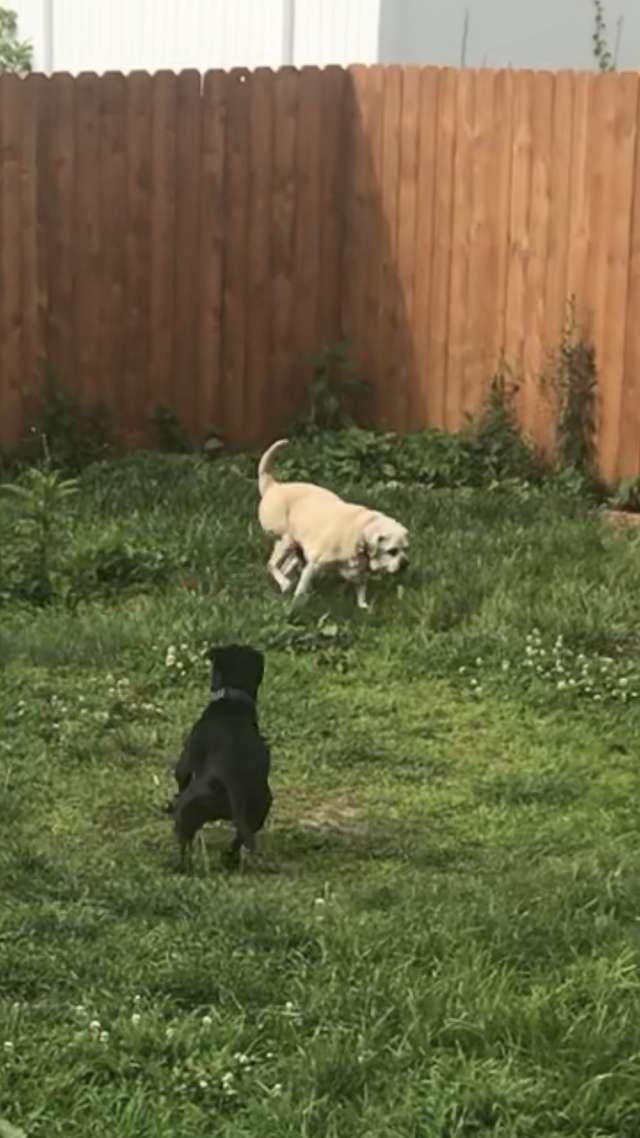 O cãozinho Spyder suportou ser abandonado, doenças, ver seu melhor amigo morrer e ainda assim foi capaz de confiar novamente e encontrar uma família. 