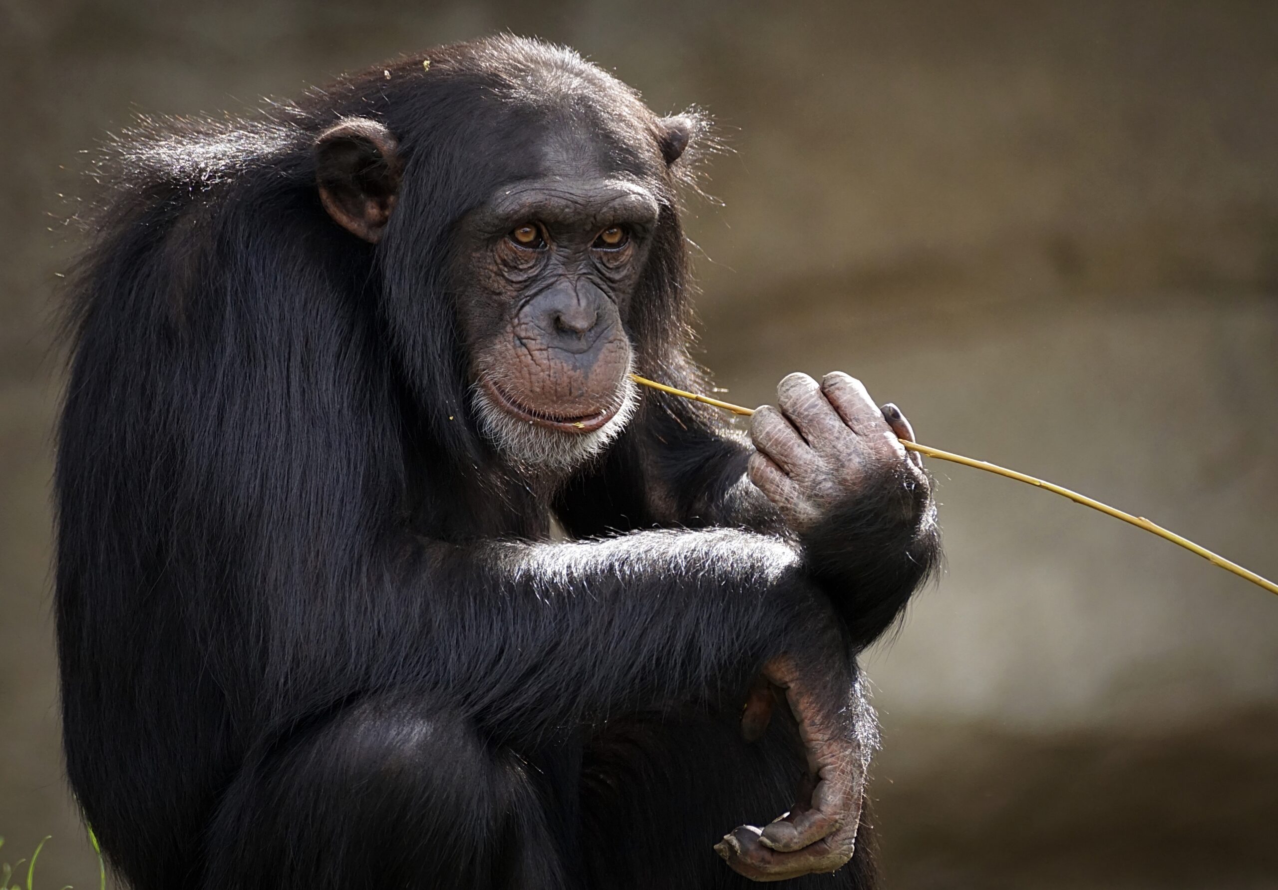 Imagem de um chimpanzé