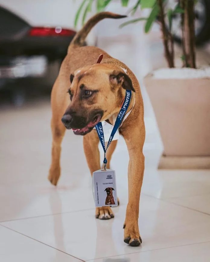 Na imagem, o cão Tucson com crachá