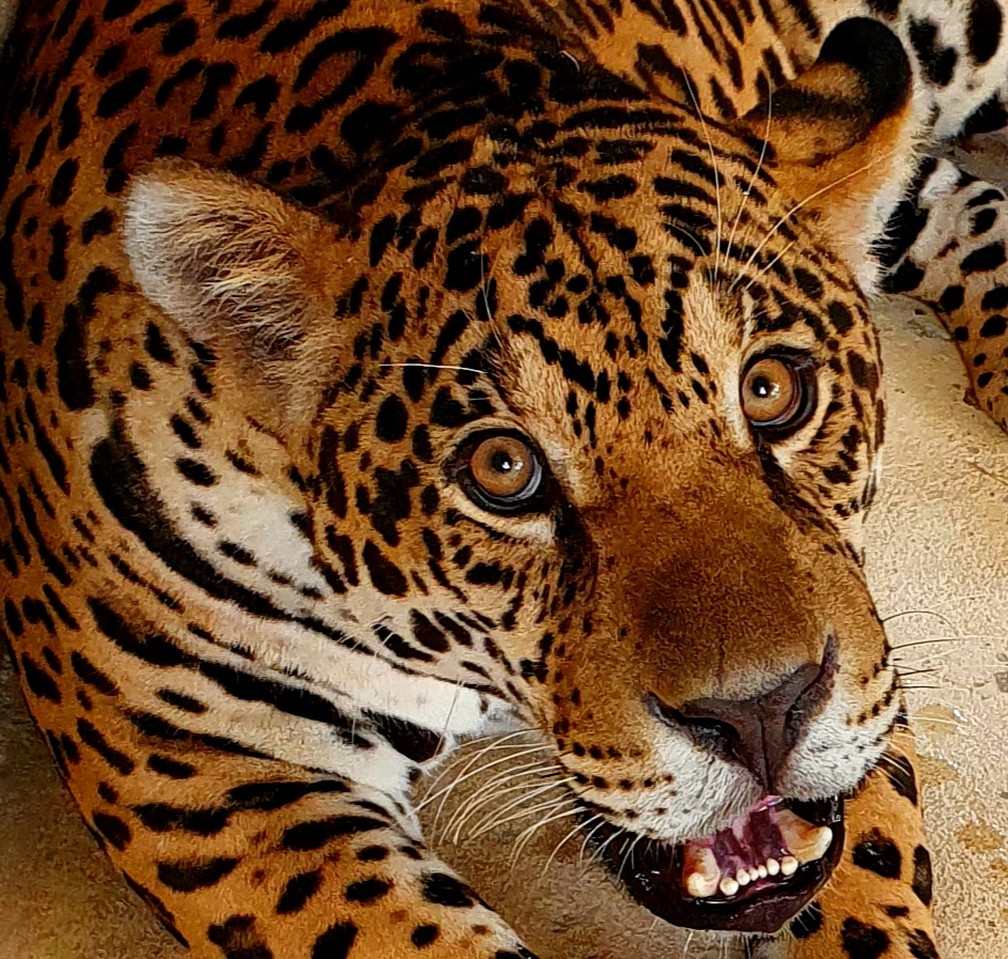 A onça-pintada Pytu chegou em novembro de 2020 no Zoológico de BH 