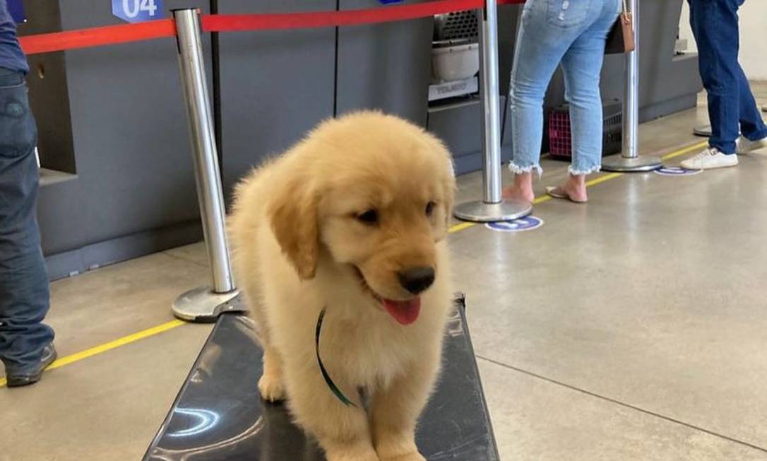 Cão Zyon, que também morreu em voo da Latam