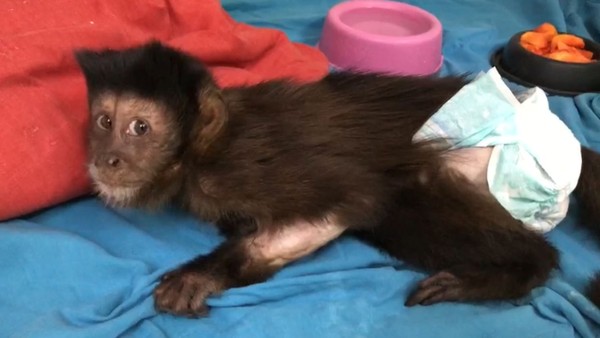 Filhote de macaco-prego é resgatado em Caraguatatuba - SP RIO+