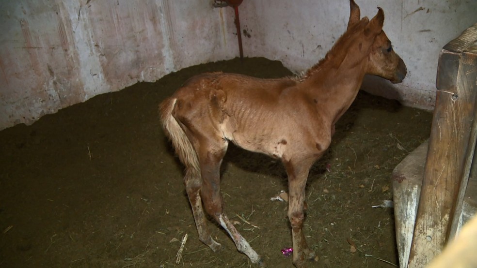 Desnutrido, cavalo é encontrado amarrado em mata do bairro Poço Fundo