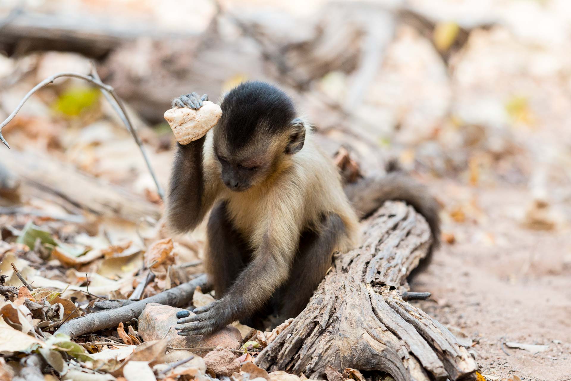 Filhote de macaco-prego é resgatado de cativeiro em Caraguatatuba