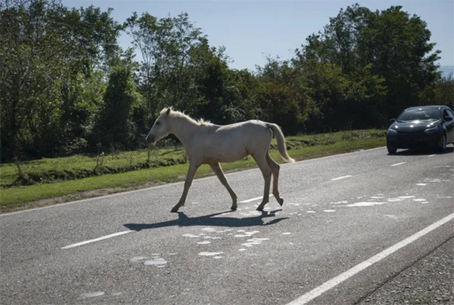 Cavalo é atropelado em rodovia na região nordeste de Belo Horizonte - Minas  Gerais - R7 Balanço Geral MG