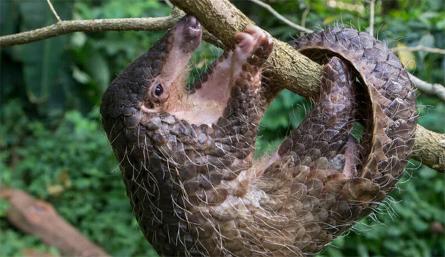 Santuário na Libéria resgata pangolins, mamíferos mais traficados do mundo