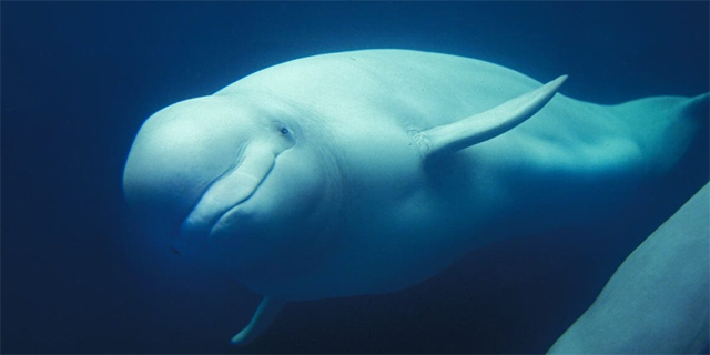 Morre beluga encalhada no rio Sena, próximo a Paris