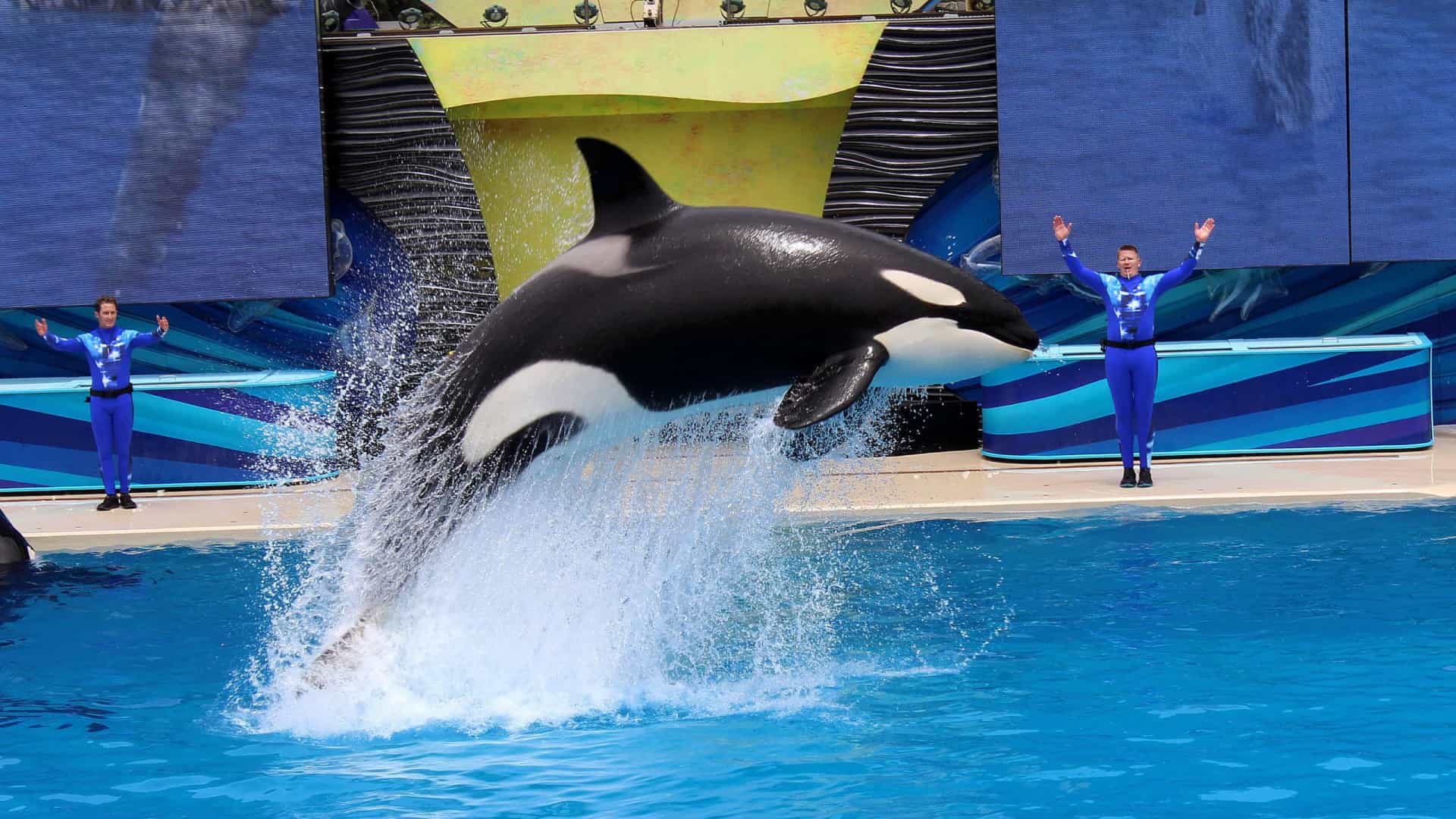 は*と様 ORCA MARKII Segundo a organização PETA, orca Nakai morreu por ter sofrido
