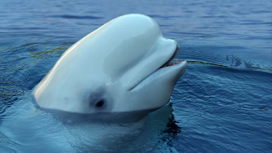 Morre beluga que estava perdida no rio Sena, na França, Mundo