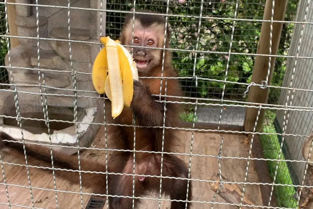 Filhote de macaco-prego é resgatado em Caraguatatuba - SP RIO+