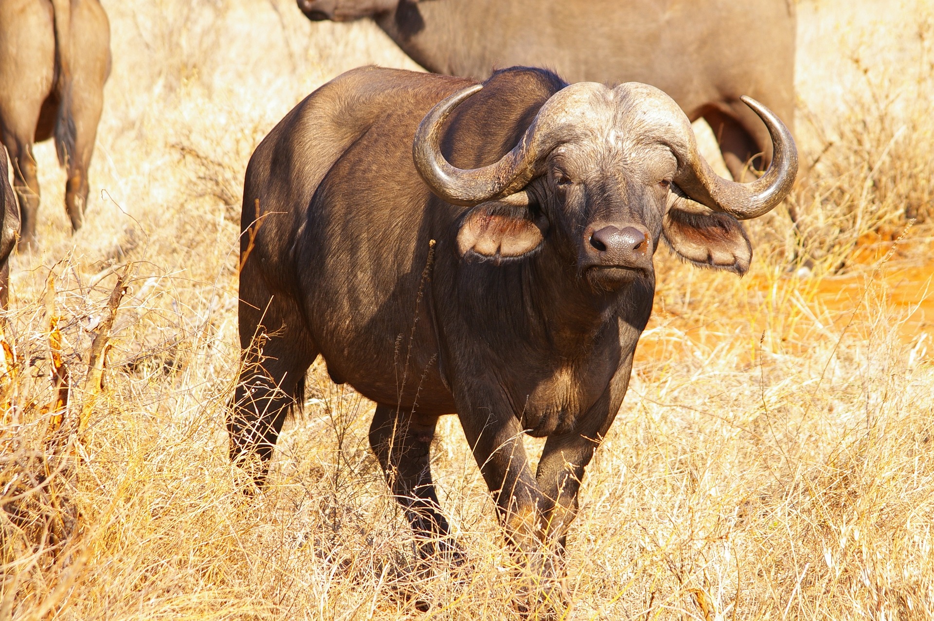 Búfalo mata cavalo e fere peão em ataque de fúria no Pantanal - Interior -  Campo Grande News