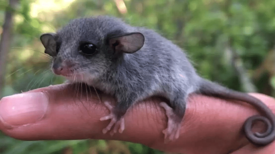 Filhote de gambá-pigmeu oriental encontrado por pesquisadores australianos Imagem: E. Fitzsimmons/Australian Wildlife Conservancy