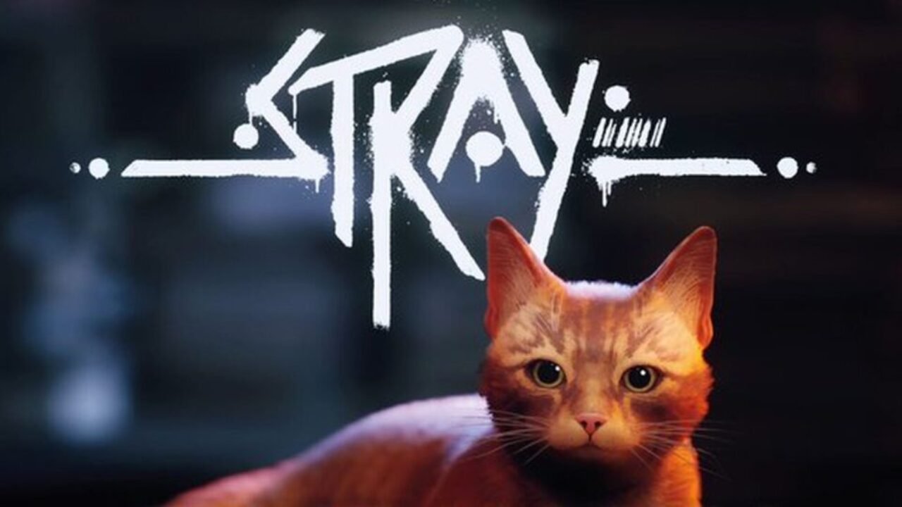 Stray está ajudando a salvar a vida de vários gatinhos