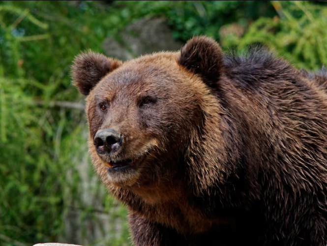 O Urso do Pó Branco mostra um urso cocainômano