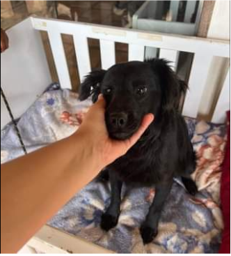 Cãozinho de um ano, de pelagem escura, sentado em uma caminha e com alguém segurando seu focinho.