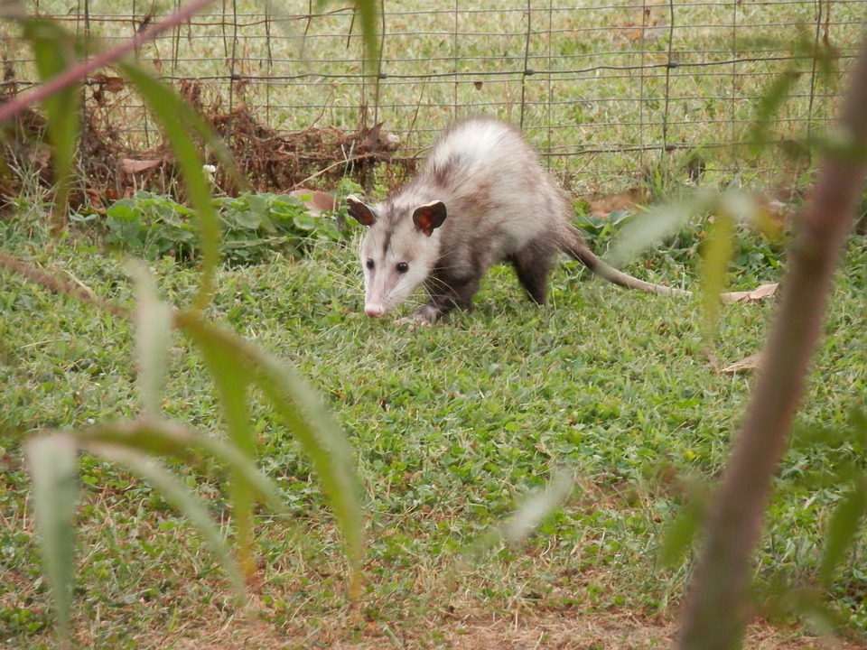 A verdade sobre o vídeo que mostra como cobra caninana selvagem