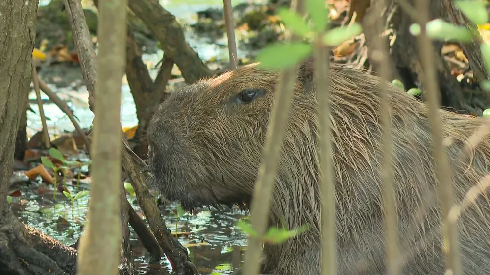 Amizade entre estudante e capivara viraliza nas redes