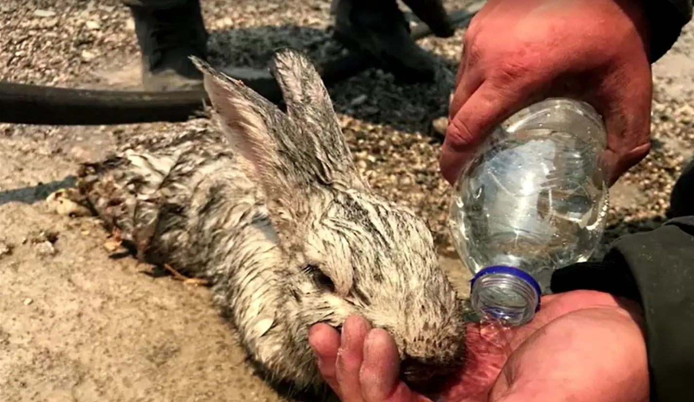 Mais de 90 animais em situação de maus-tratos são encontrados em ONG  irregular em Embu-Guaçu, na Grande SP, São Paulo