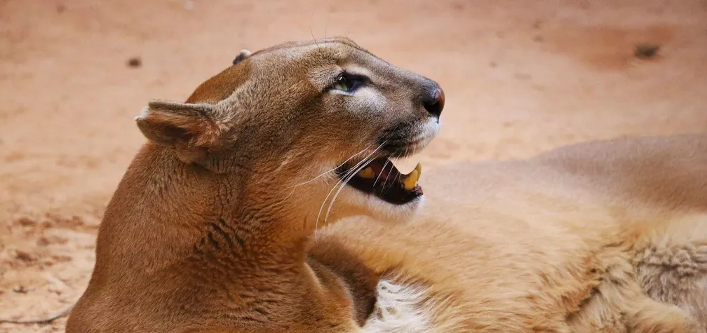 Mais de 90 animais em situação de maus-tratos são encontrados em ONG  irregular em Embu-Guaçu, na Grande SP, São Paulo